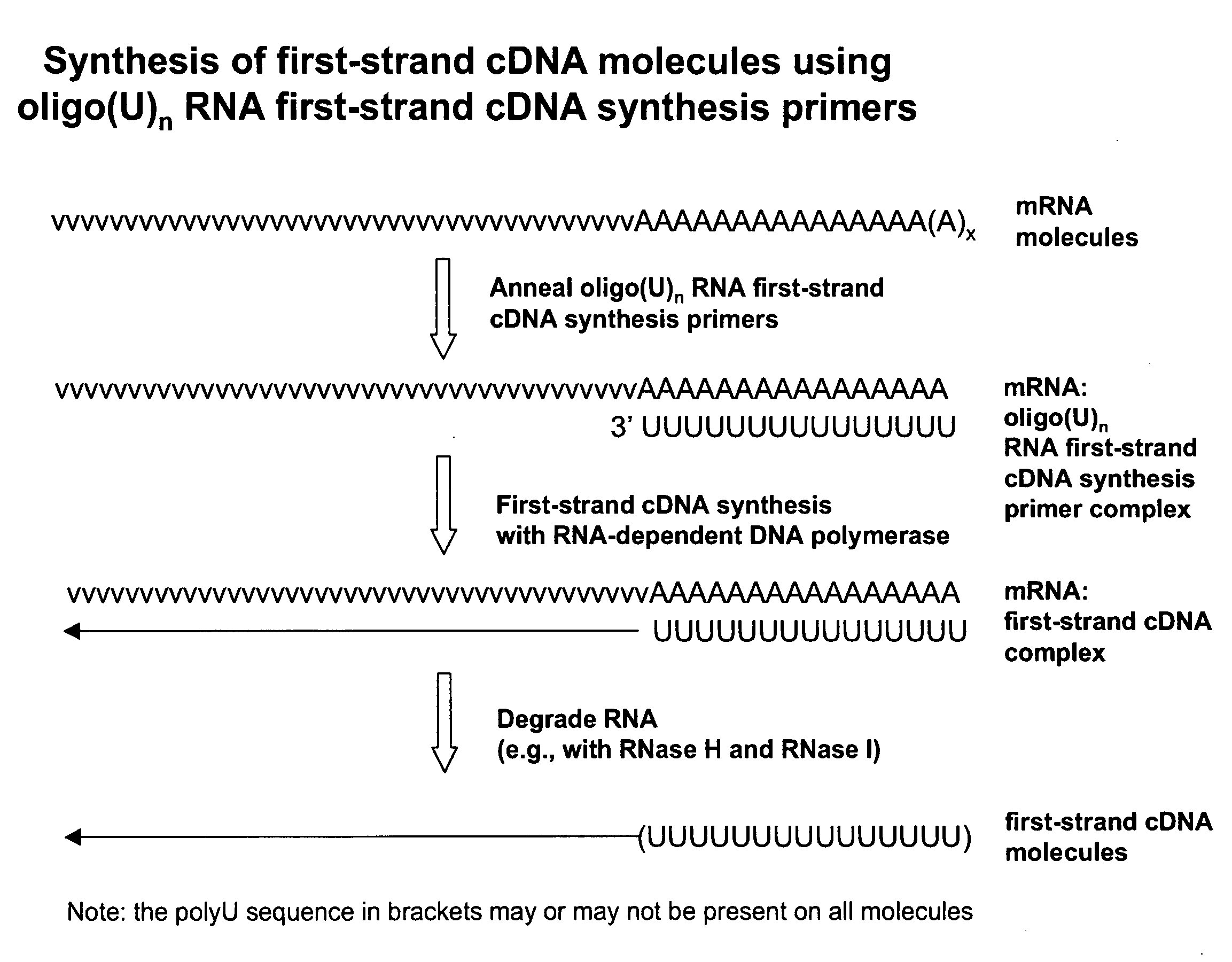 Copy DNA and sense RNA