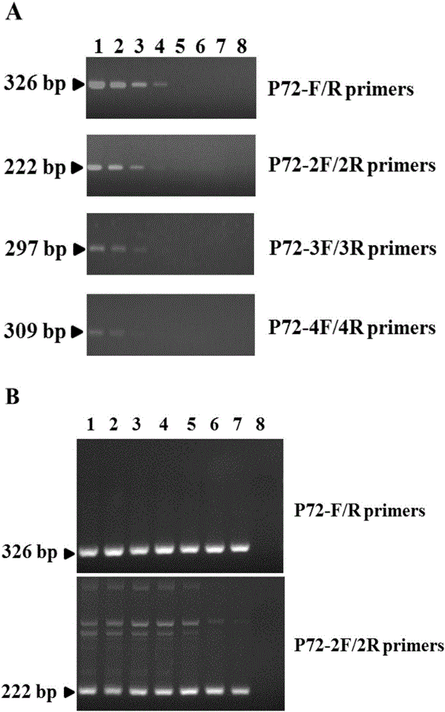 PCR primer for detecting African swine fever virus, kit and application thereof