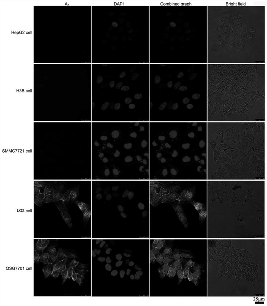 Fluorescent compound and preparation method thereof, and application of fluorescent compound in interactive verification and positioning of liver tumor focus tissue