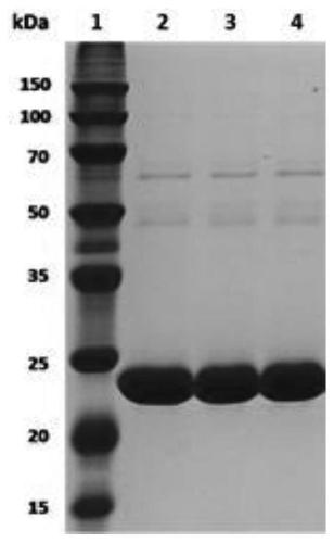D-fructose-6-phosphate aldolase a mutant, recombinant expression vector, genetically engineered bacteria and its application and reaction products