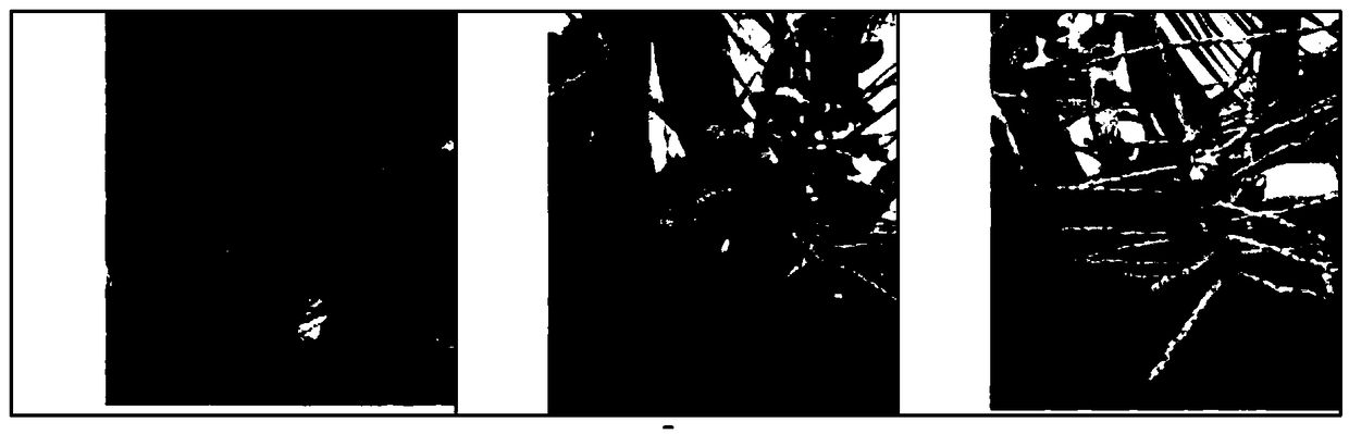 Method for managing and controlling dwarfed coconut flowers and fruits