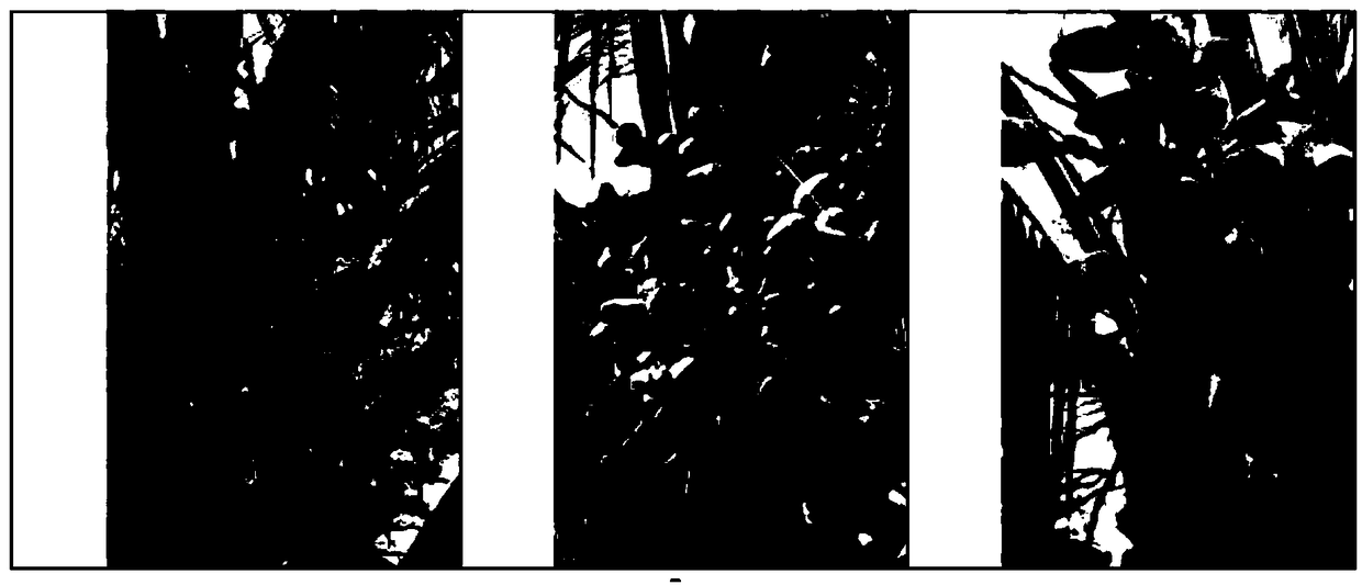 Method for managing and controlling dwarfed coconut flowers and fruits