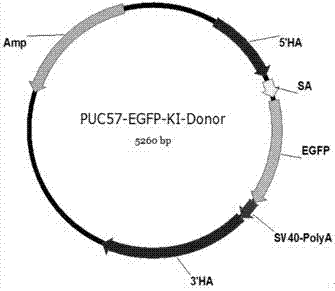 Single guide ribonucleic acid (sgRNA) capable of effectively editing pig ROSA26 gene, and application of sgRNA