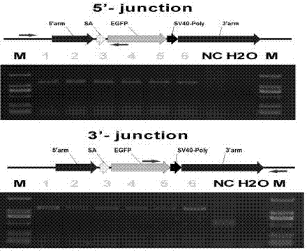 Single guide ribonucleic acid (sgRNA) capable of effectively editing pig ROSA26 gene, and application of sgRNA