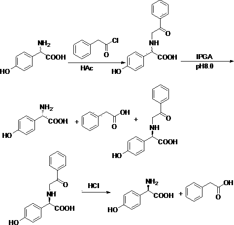 Chemical-enzyme method for preparing D-tyrosine