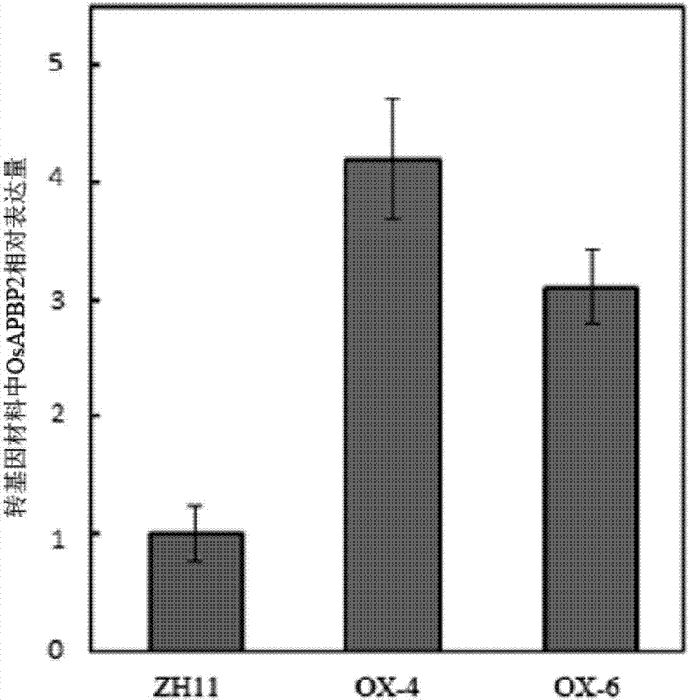 Application of OsAPBP2 protein to promotion of synthesis of plant folic acid