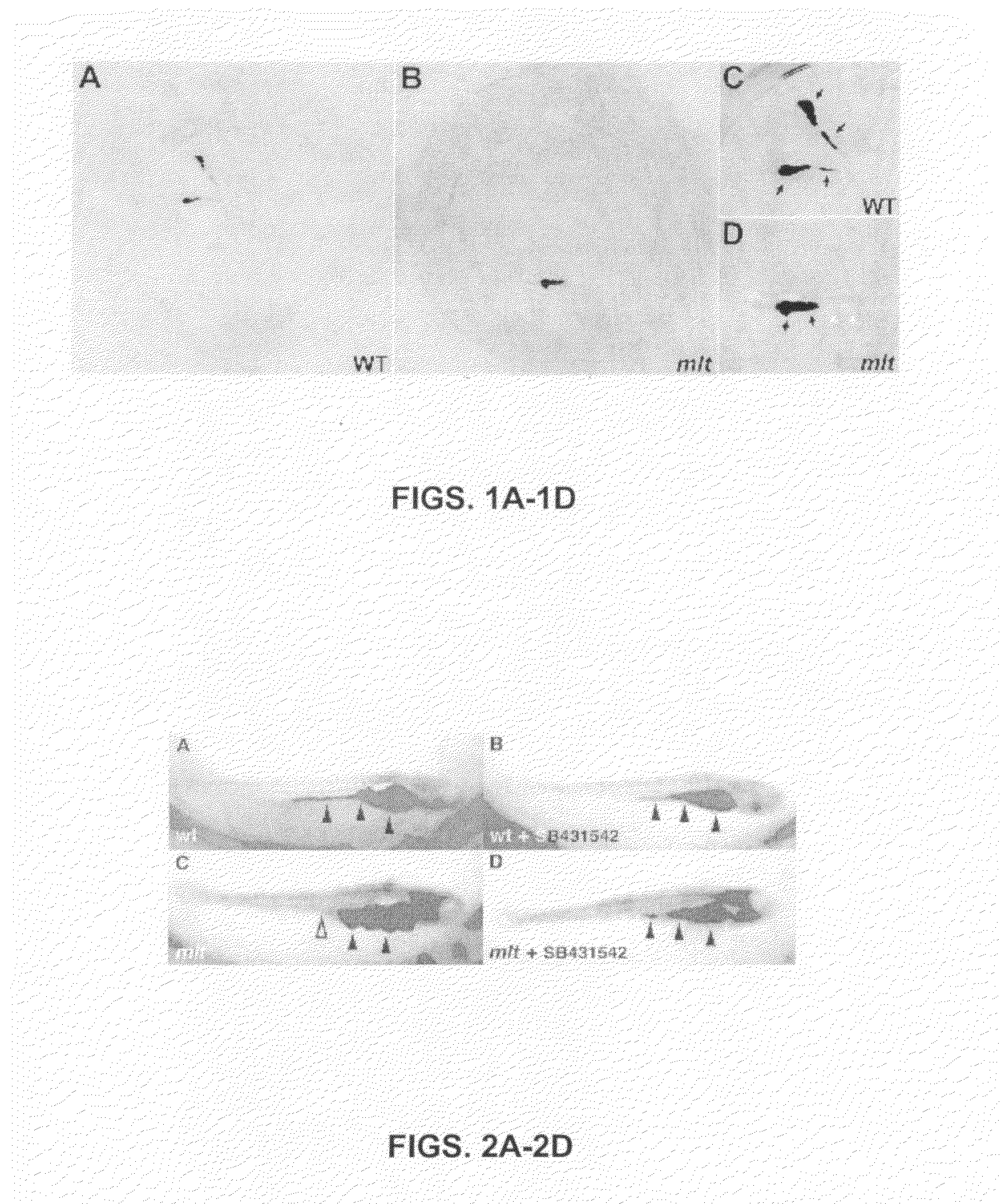 High Through-Put Method of Screening Compounds for Pharmacological Activity