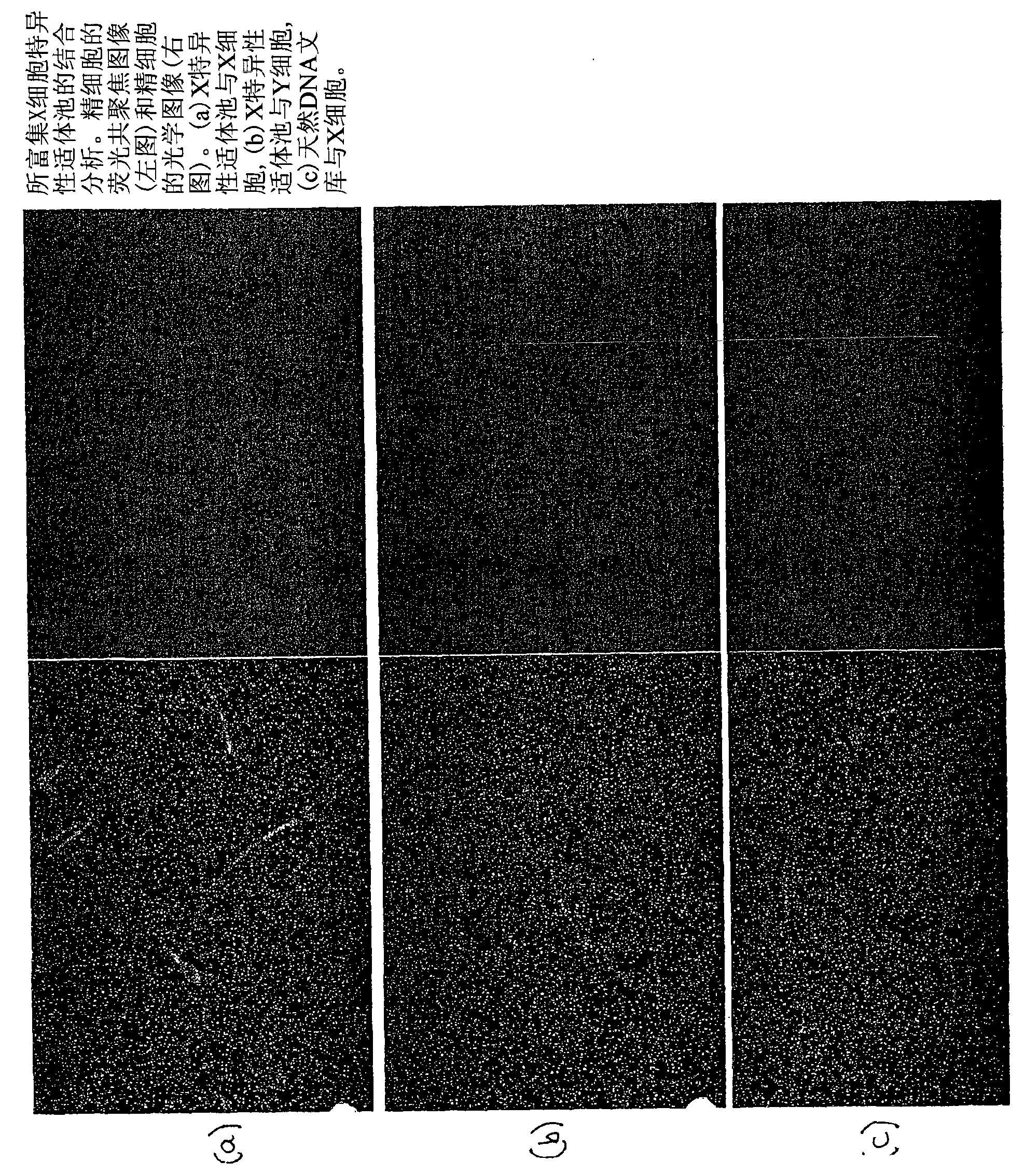 Sperm cell separation methods and compositions containing aptamers or nucleic acid sequences for use therein