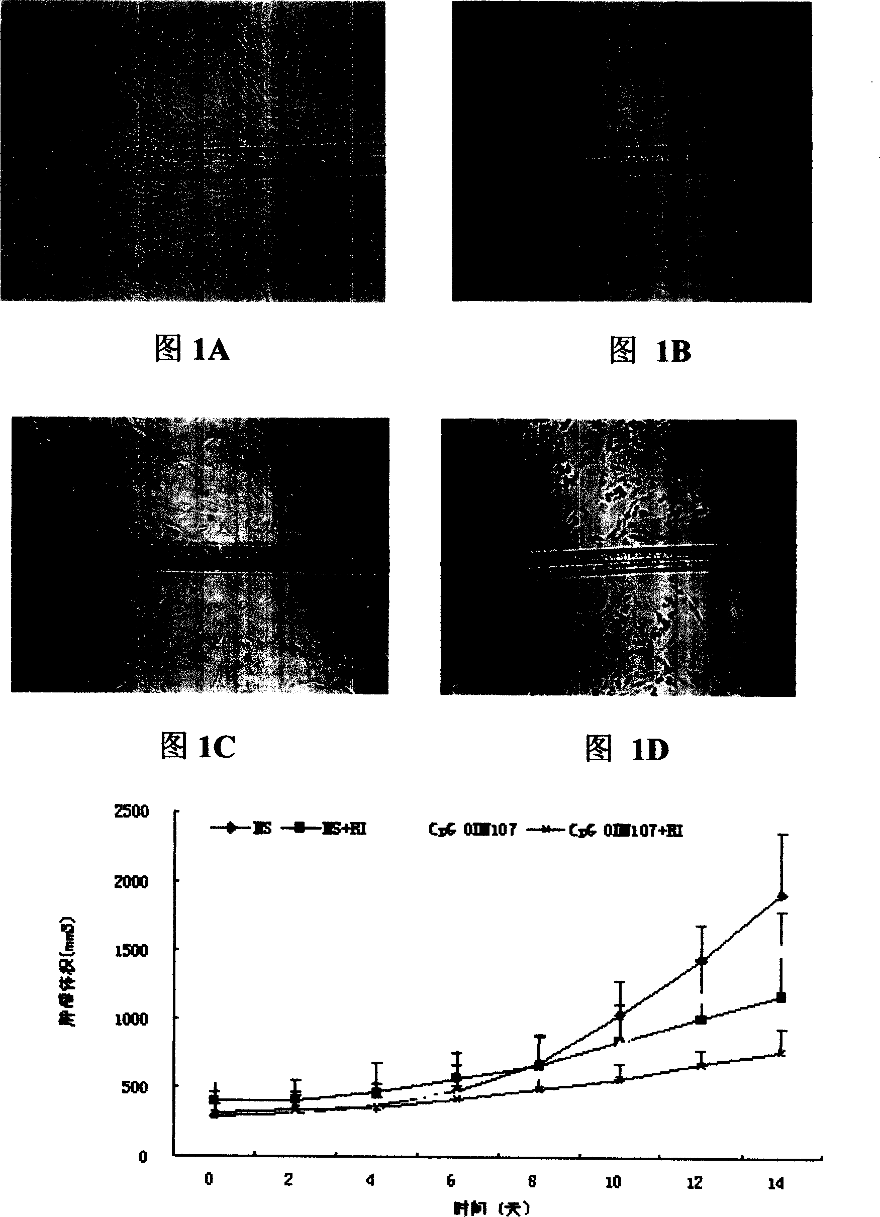 Biology agent for improving radiosensitization of tumor cells and the use thereof