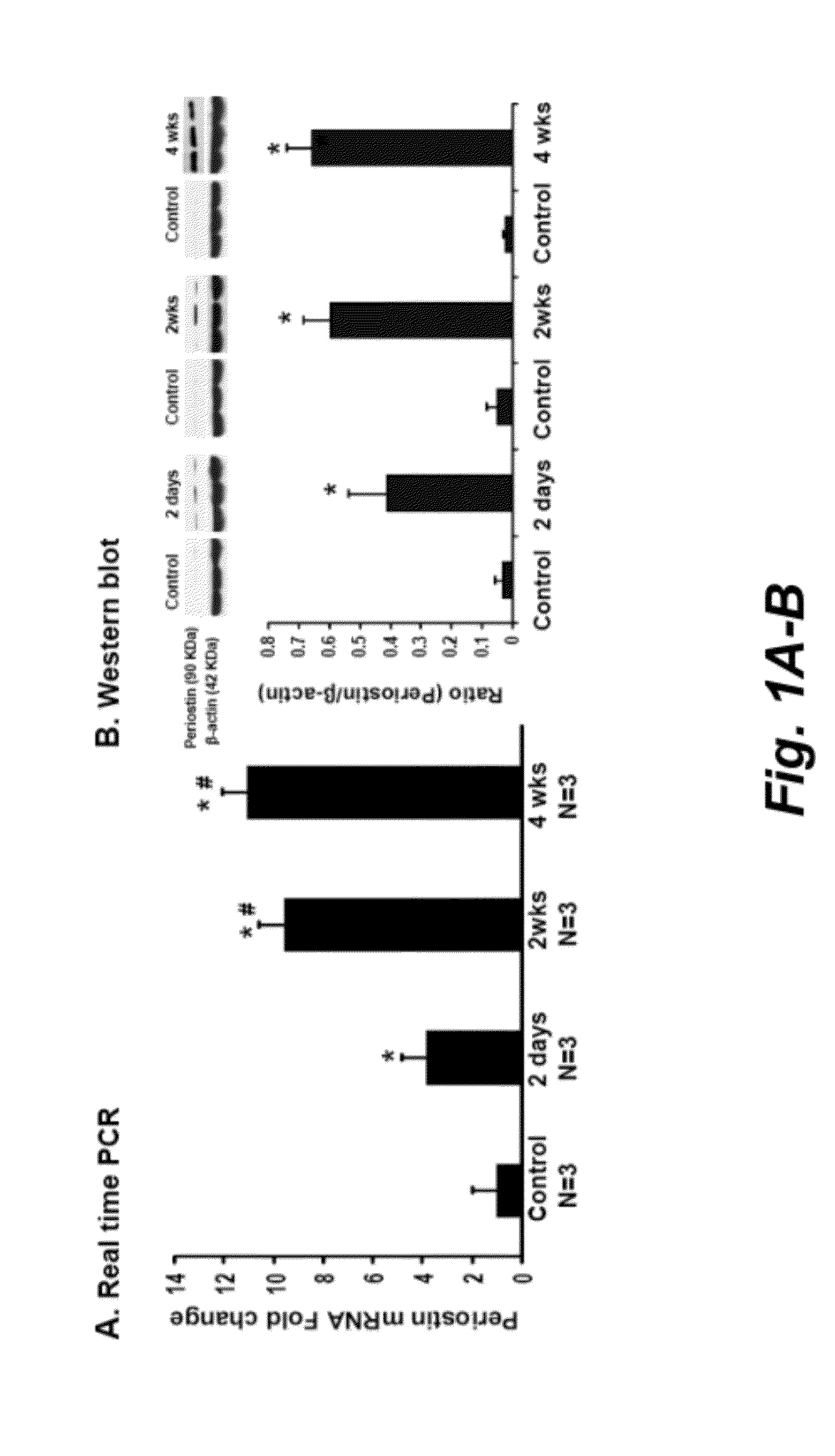 Use of periostin as a novel biomarker