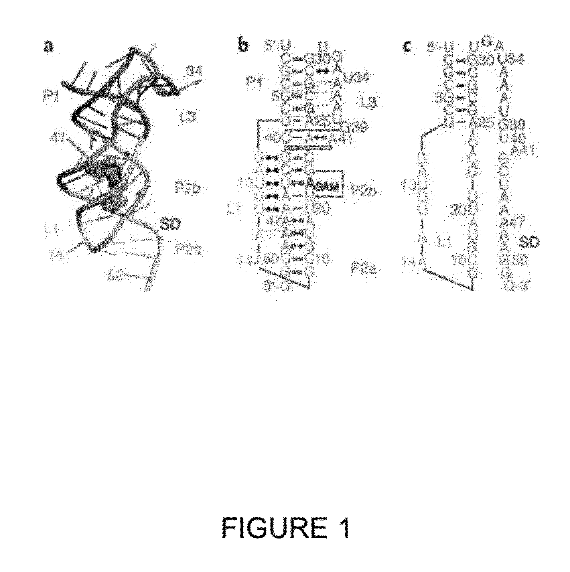 Methods and reagents for analyzing riboswitches using fret