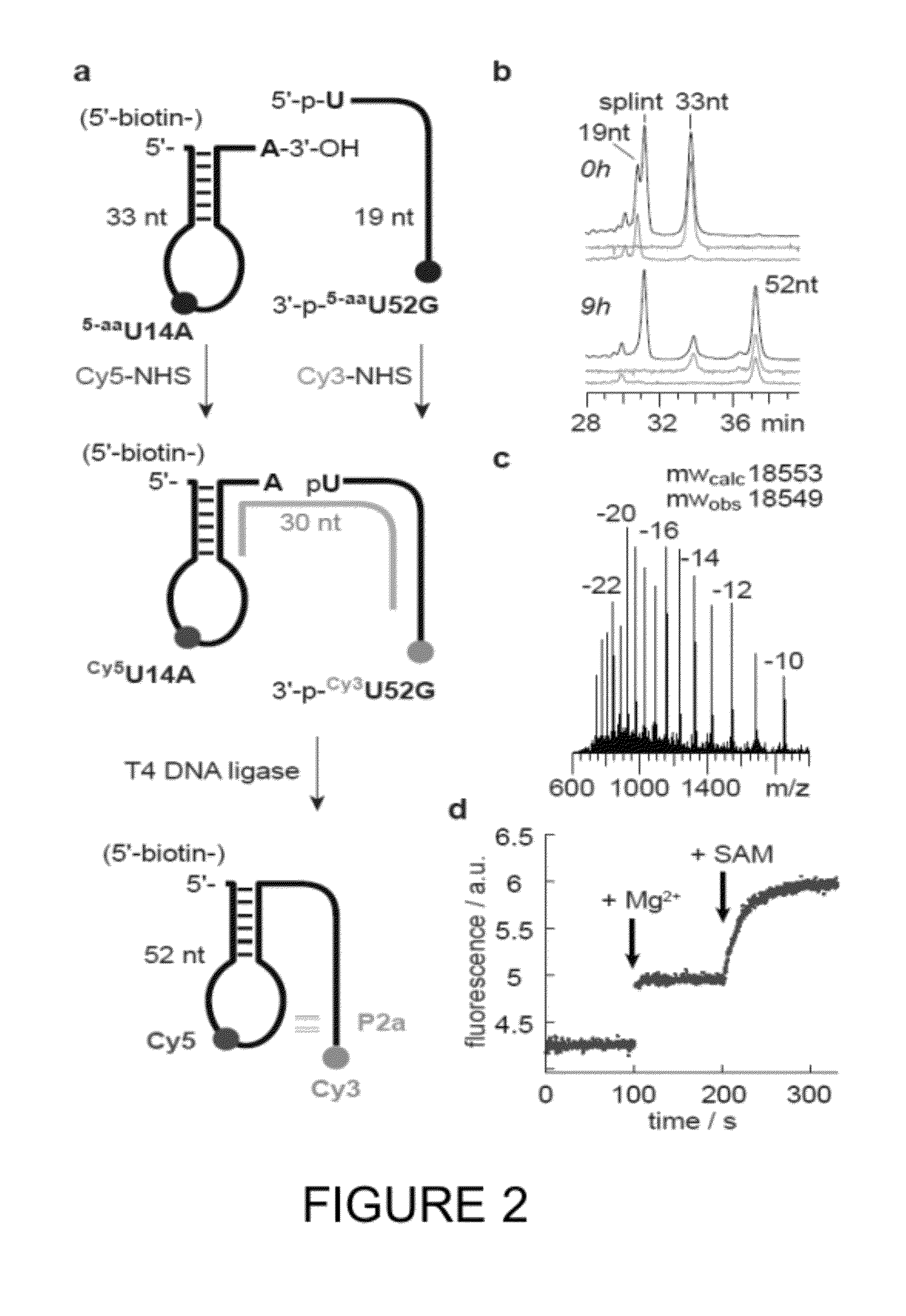 Methods and reagents for analyzing riboswitches using fret