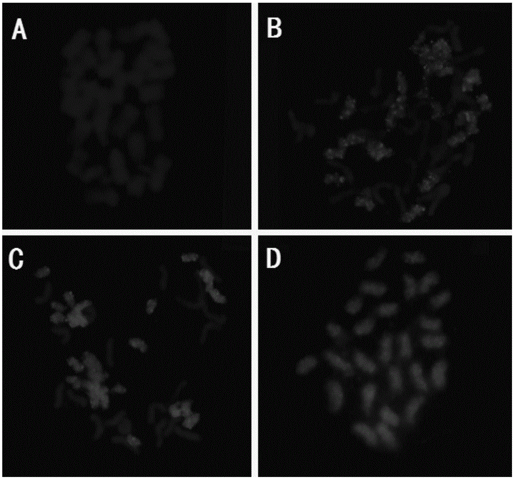 A method for identifying the complete set of chromosomes of cotton d genome and D sub-genome