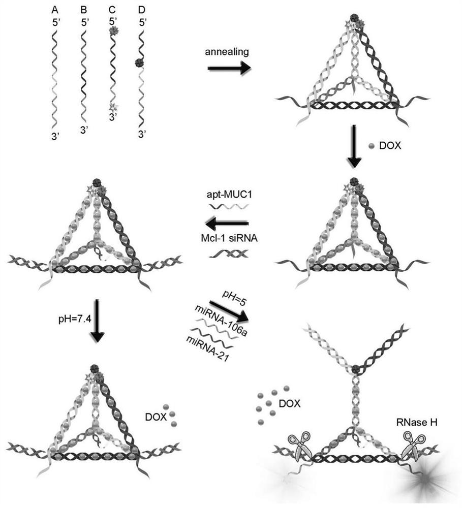 DNA tetrahedral nucleic acid framework type gastric cancer diagnosis-treatment integrated reagent and preparation method and application thereof
