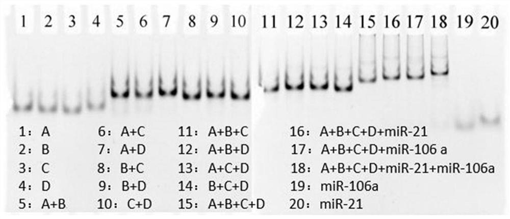 DNA tetrahedral nucleic acid framework type gastric cancer diagnosis-treatment integrated reagent and preparation method and application thereof