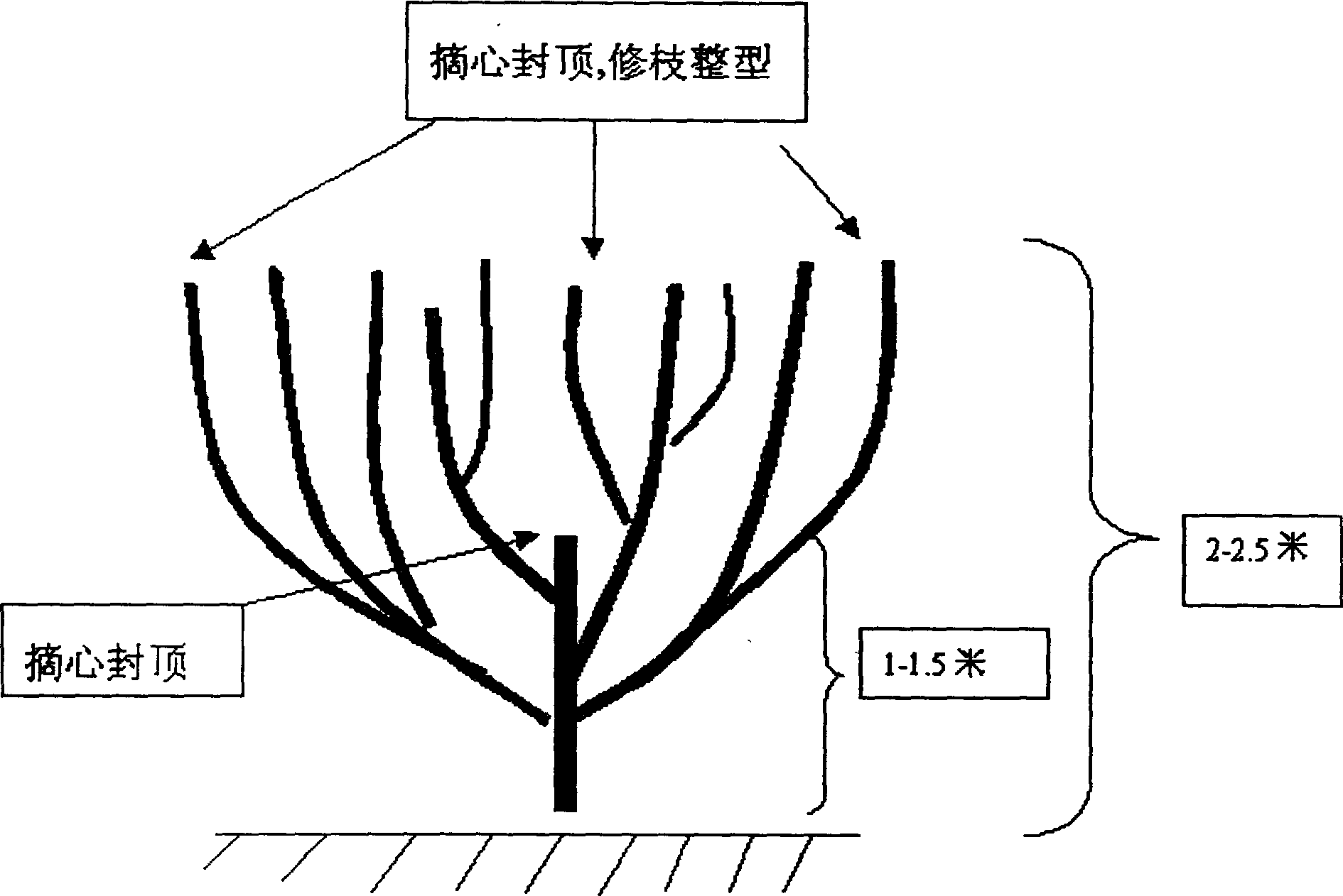 Artificial dwarfing and yield increasing jatropha cultivating process