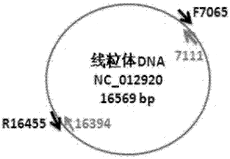 A method for non-invasive detection of mitochondrial DNA based on high-throughput gene sequencing