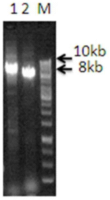 A method for non-invasive detection of mitochondrial DNA based on high-throughput gene sequencing