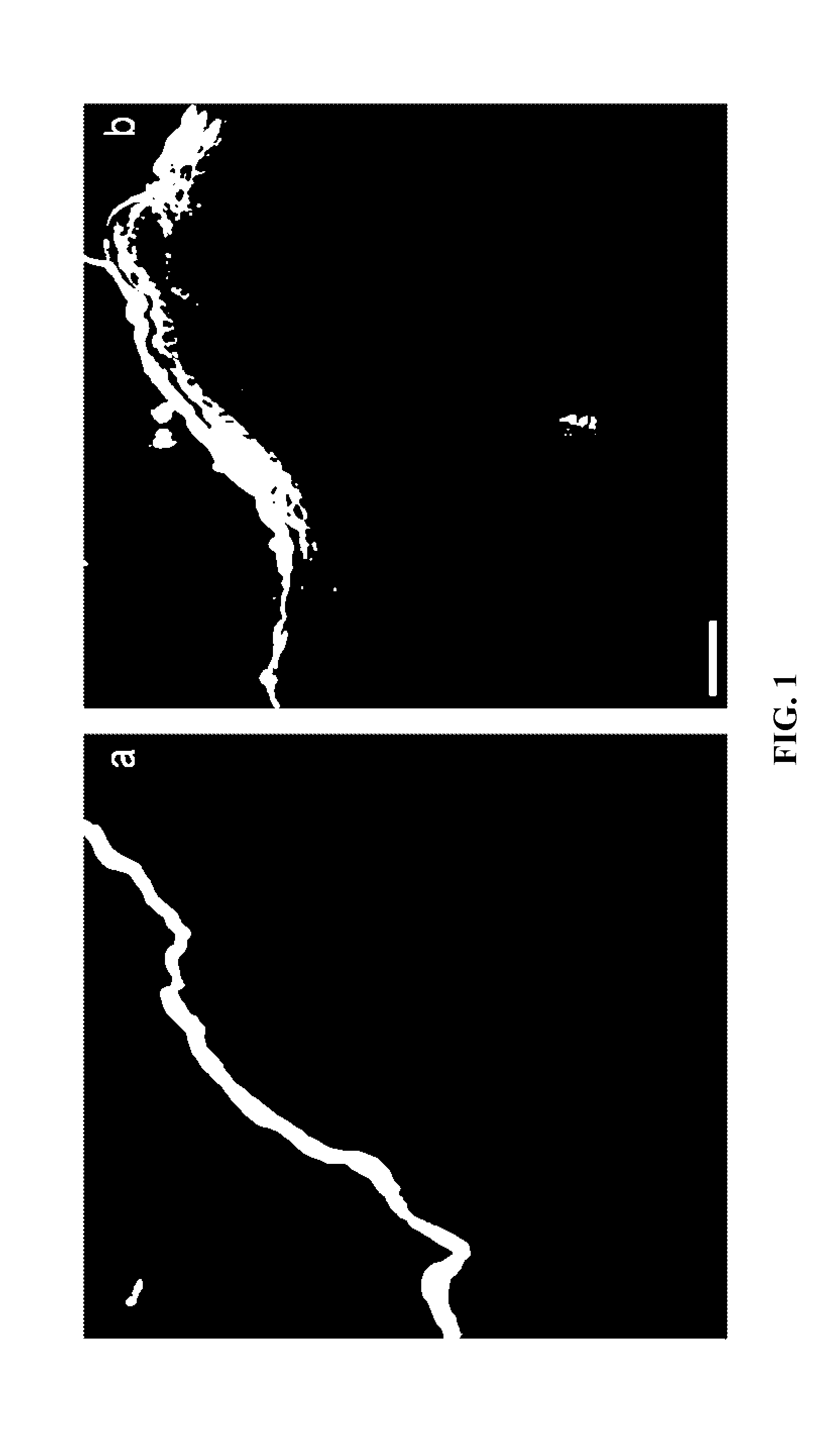 Photodynamic therapy including light pretreatment