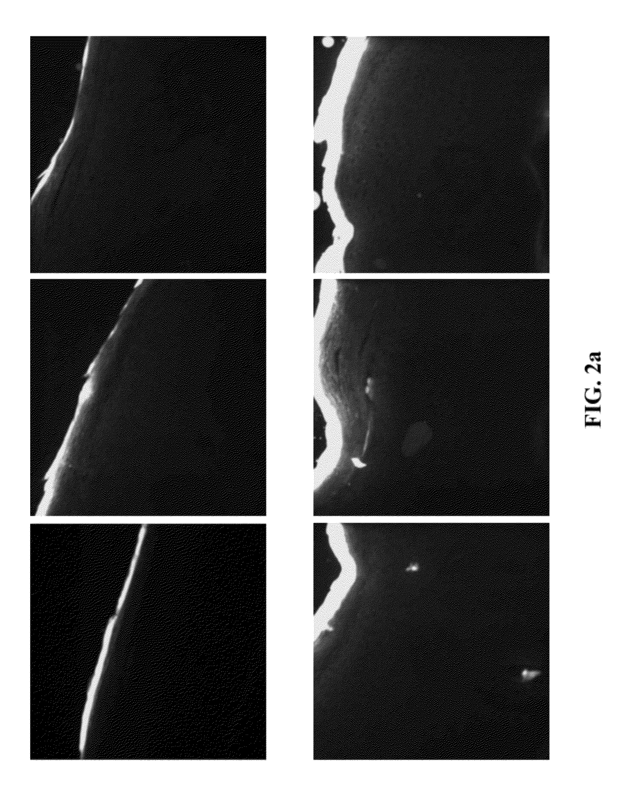 Photodynamic therapy including light pretreatment