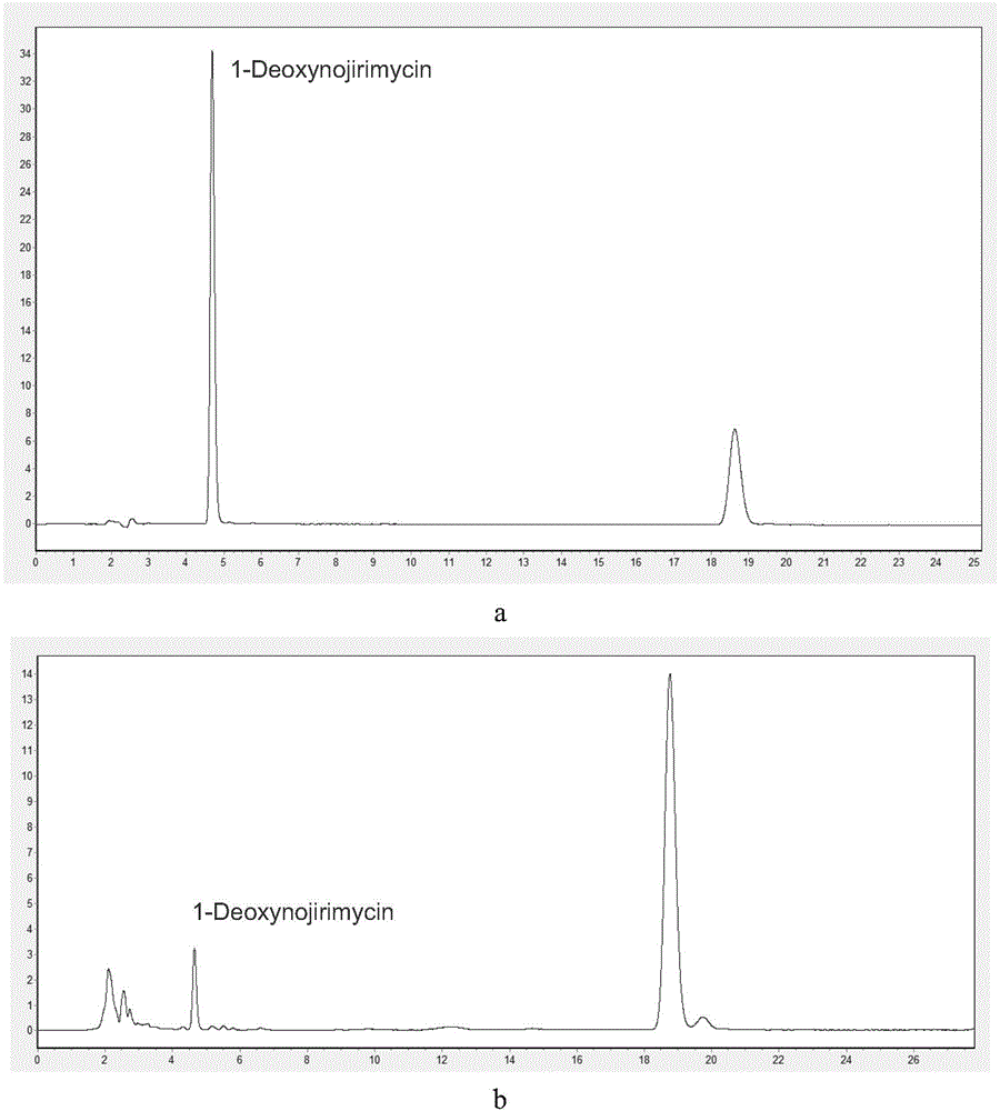 Monascus purpureus and its use in preparation of 1-deoxynojirimycin
