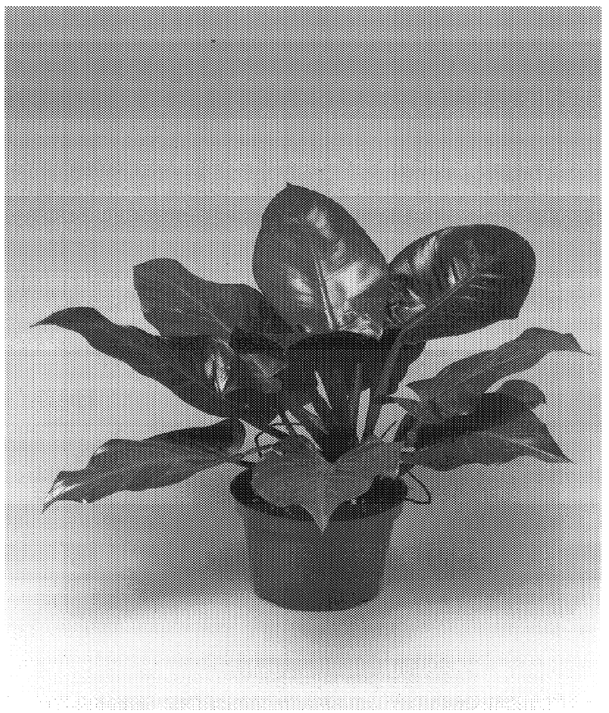 Philodendron plant named `McColley's Finale`