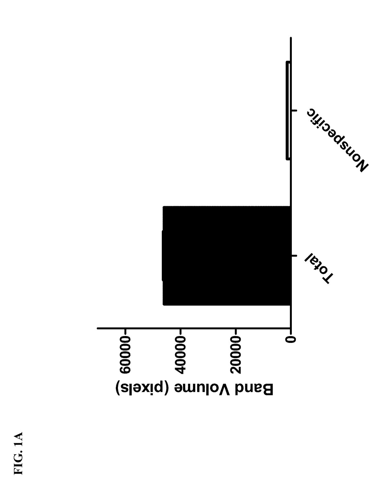 Novel bt toxin receptors and methods of use