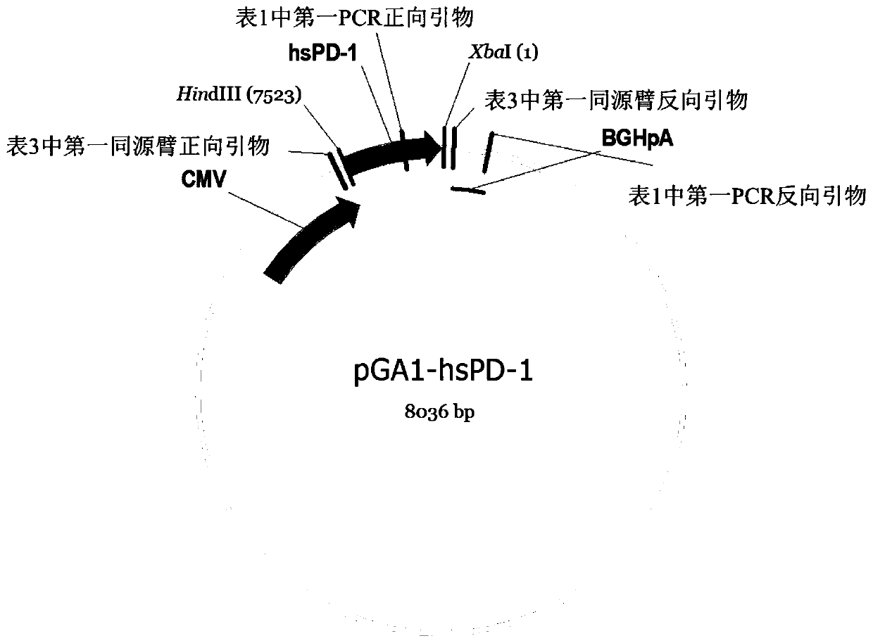 Recombinant herpes simplex virus, preparation method and application thereof, and construction method and application of recombinant vector