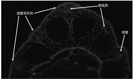 Leaf sheath tissue section manufacturing method for enabling users to observe callose of rice leaf sheath tissues