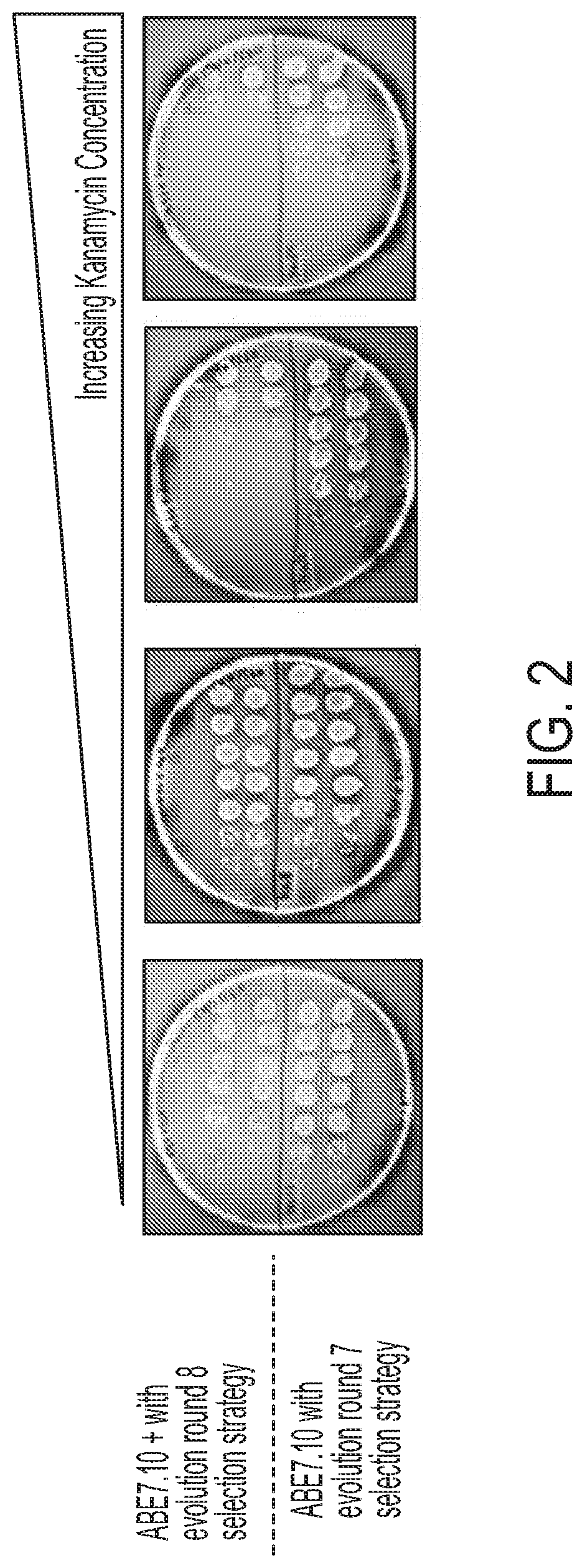 Compositions and methods for treating hemoglobinopathies