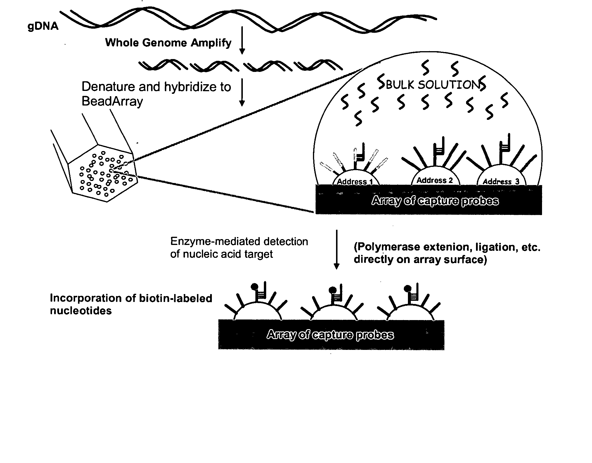 Methods and compositions for whole genome amplification and genotyping