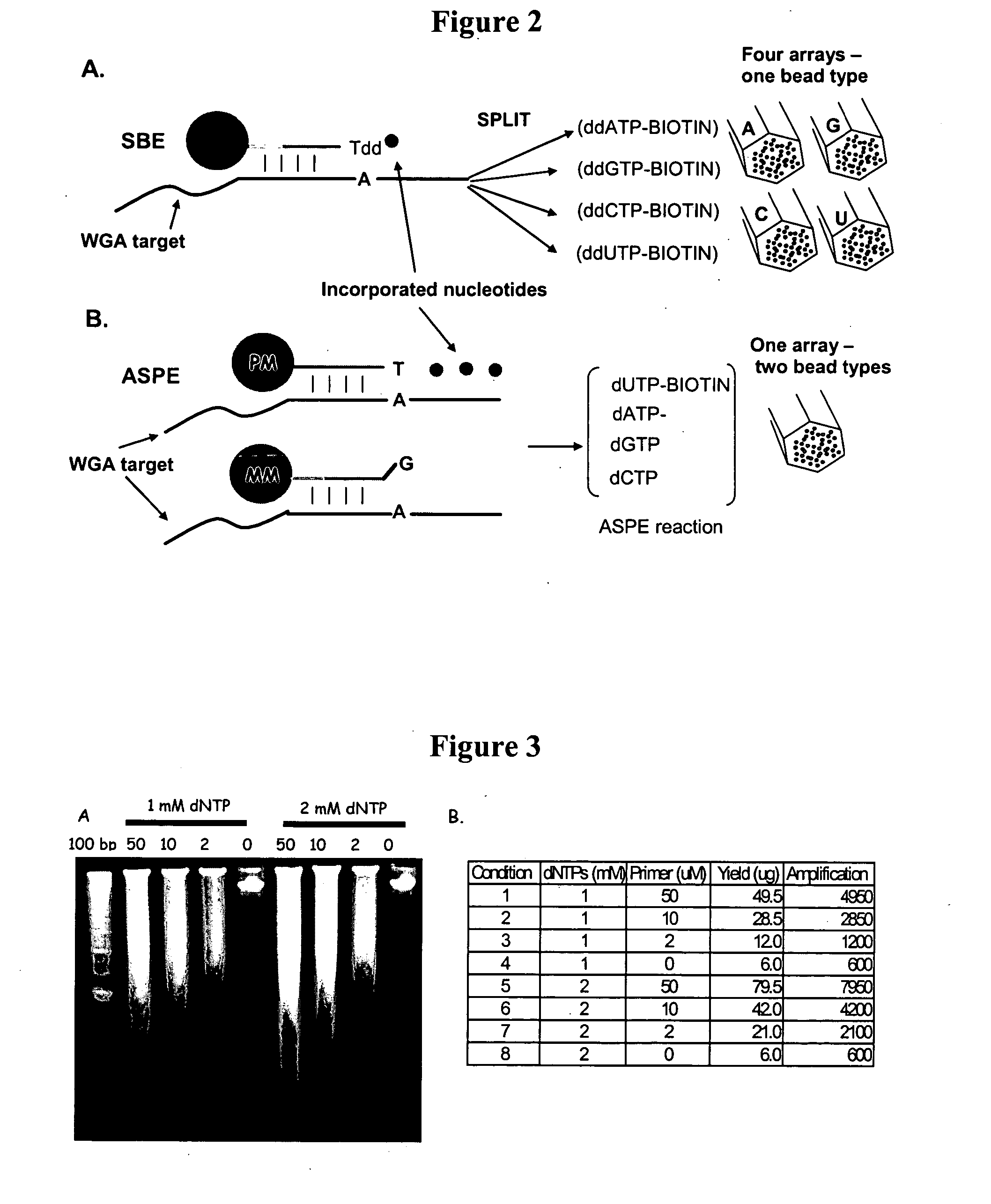 Methods and compositions for whole genome amplification and genotyping