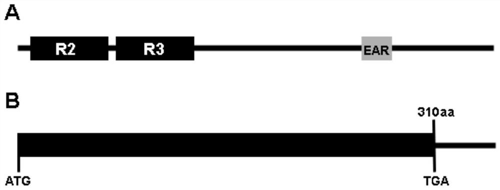 MYB gene for regulating and controlling elongation growth of cotton fiber and application thereof