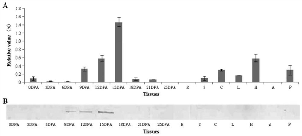 MYB gene for regulating and controlling elongation growth of cotton fiber and application thereof