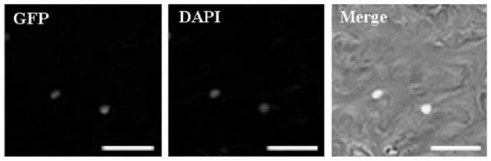 MYB gene for regulating and controlling elongation growth of cotton fiber and application thereof