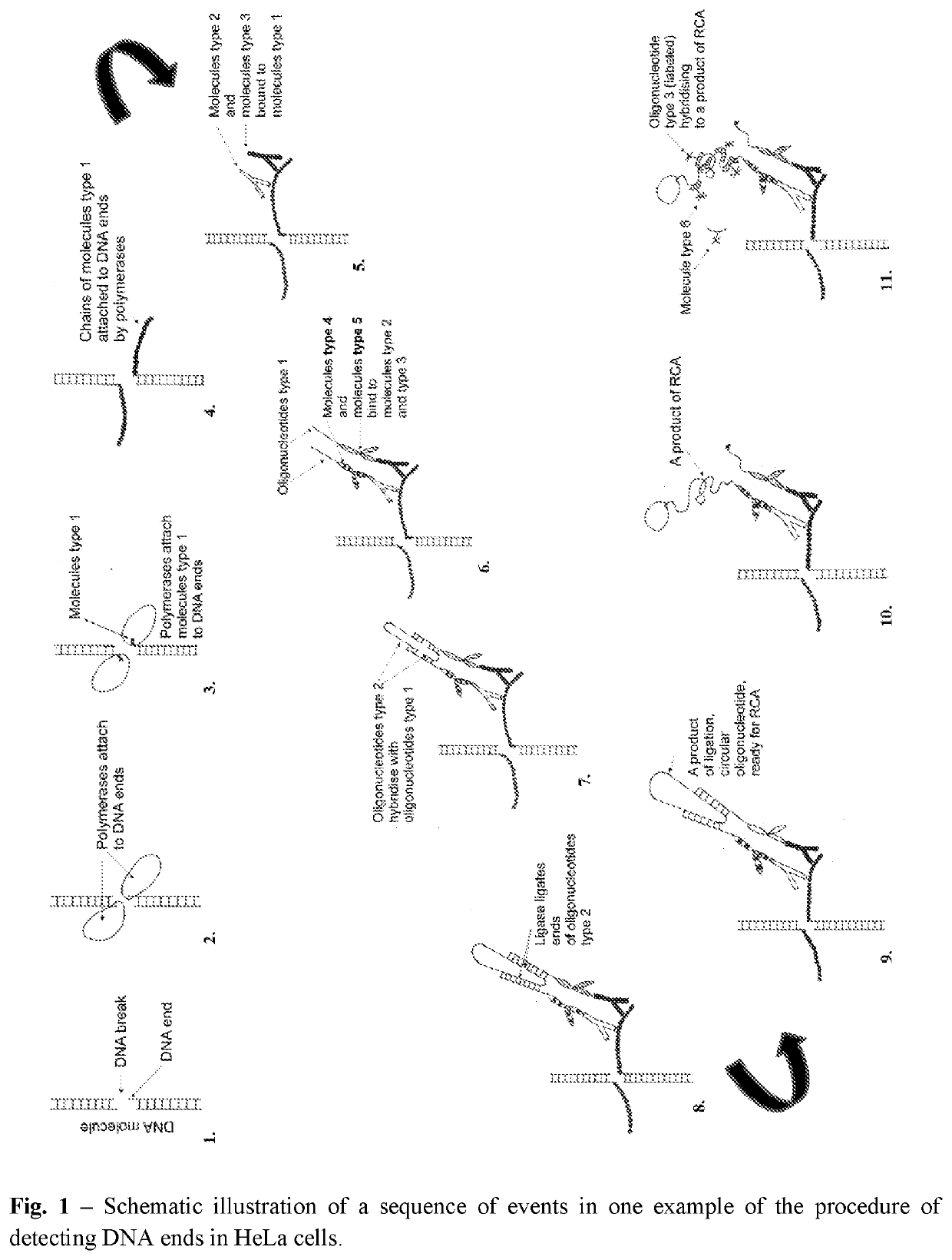 Method of detection of DNA end(s) and its use
