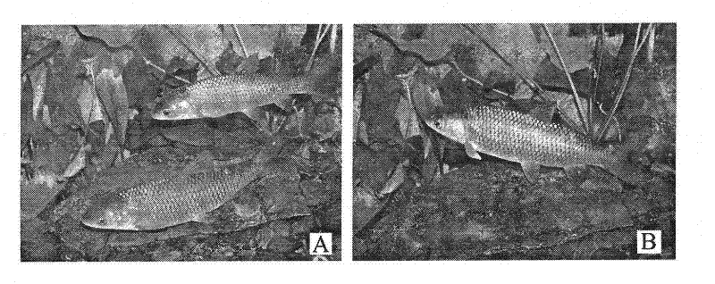 Gynogenesis method of grass carp and application thereof