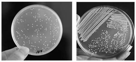 Microalgae culture medium and culture method