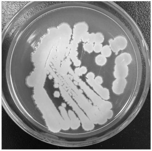 Lead-resistant bacillus velezensis and separation method and application thereof