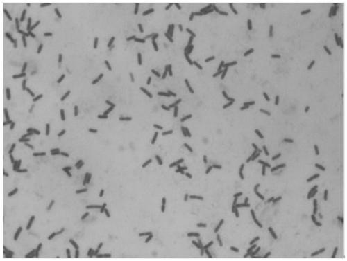 Lead-resistant bacillus velezensis and separation method and application thereof