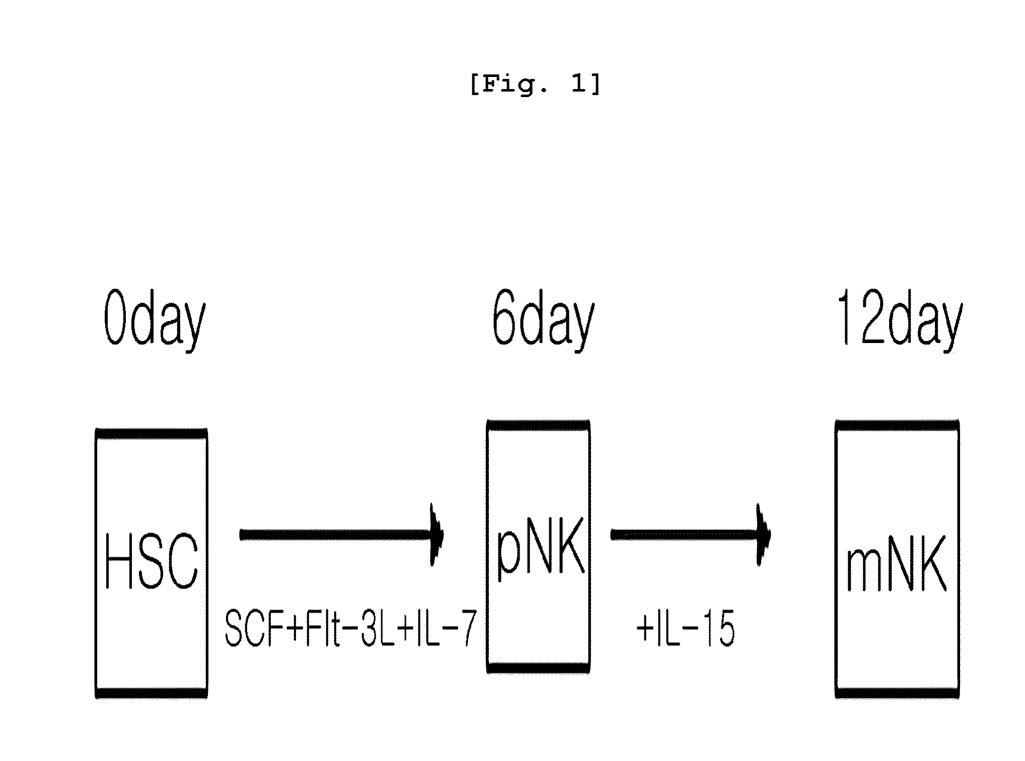 Composition Containing Osteopontin for Differentiating Natural Killer Cell as an Active Ingredient and a Method of Differentiation Using Thereof