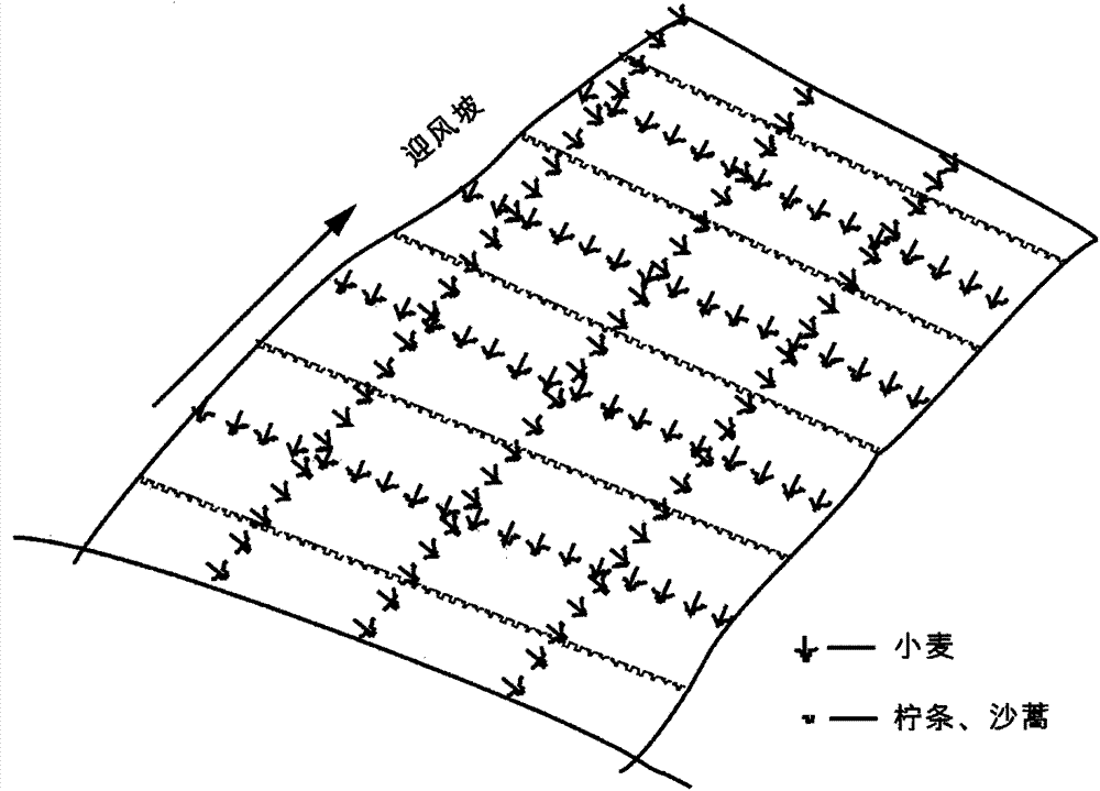 Method for arranging movable wheat sand-protecting barrier on moving dune