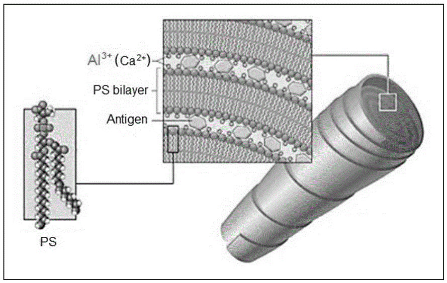 Lipid cochleate carrier based on aluminum ions