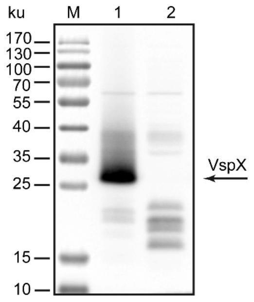Mycoplasma bovis VspX gene mutant strain, and construction method and application thereof