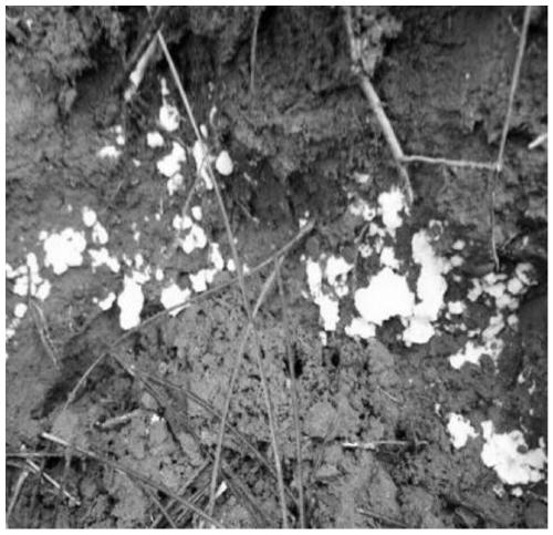 Method for artificially forming thelephora ganbajun fungal colony (shiro)