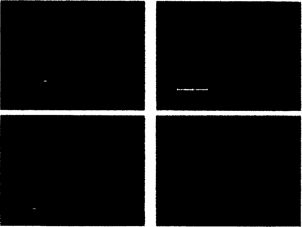 Gene MgPTH12 for controlling mature and pathogenicity of fungi appressorium derived from Magnaporthe grisea and its uses