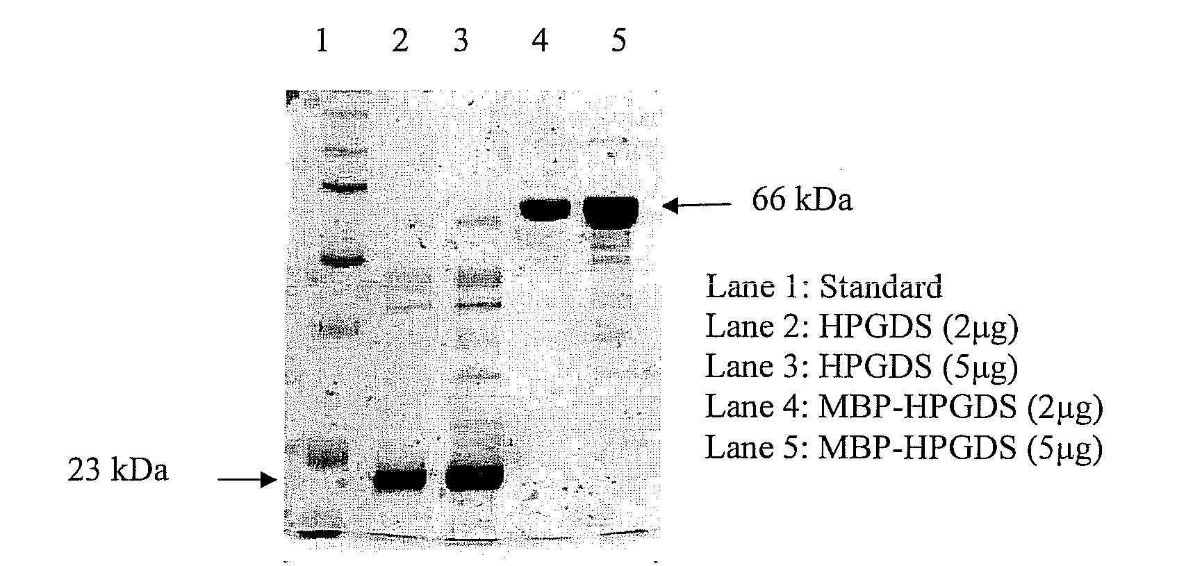 Method for assaying compounds or agents for ability to displace potent ligands of hematopoietic prostaglandin d synthase