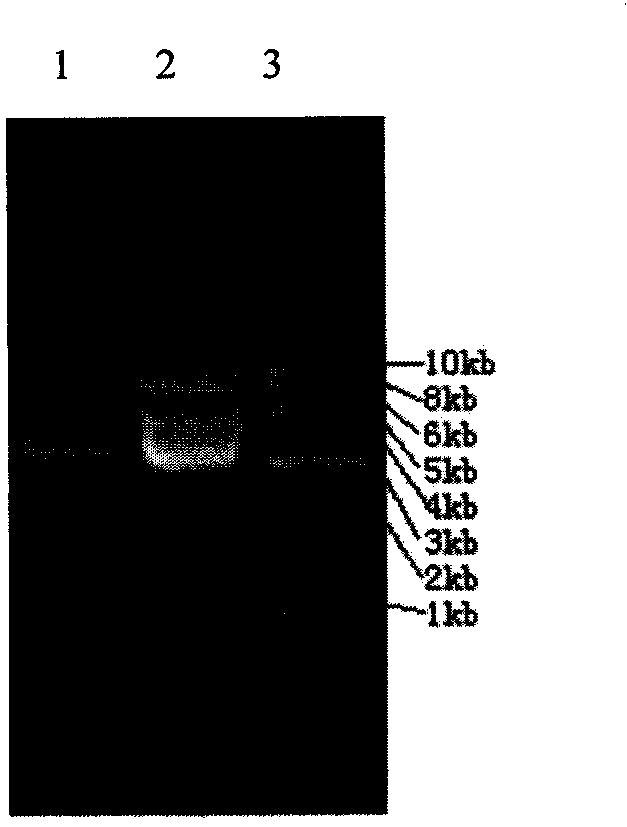 Reagent and method for extracting plasmids