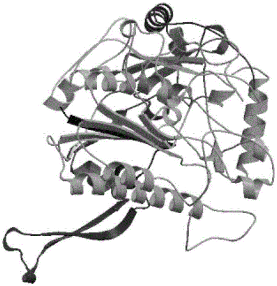 Endochondroitin sulfate/dermatan sulfate 4-o-sulfatase and its coding gene and application