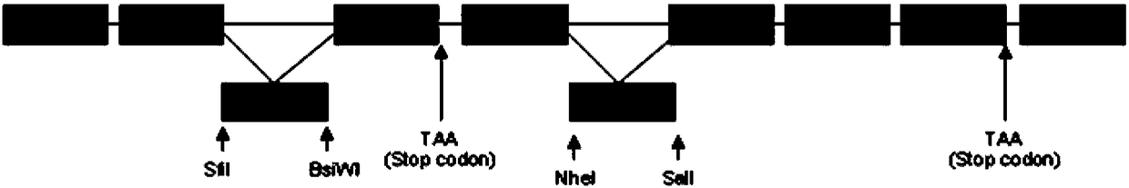 A method of producing a humanized antibody or antigen-binding fragment